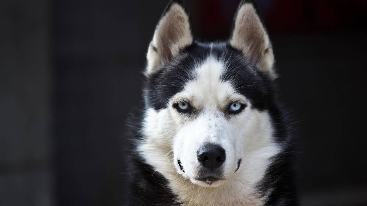 nba2k14怎么调画质_nba2k13调画质 - IOS分享 - 55dz账号网