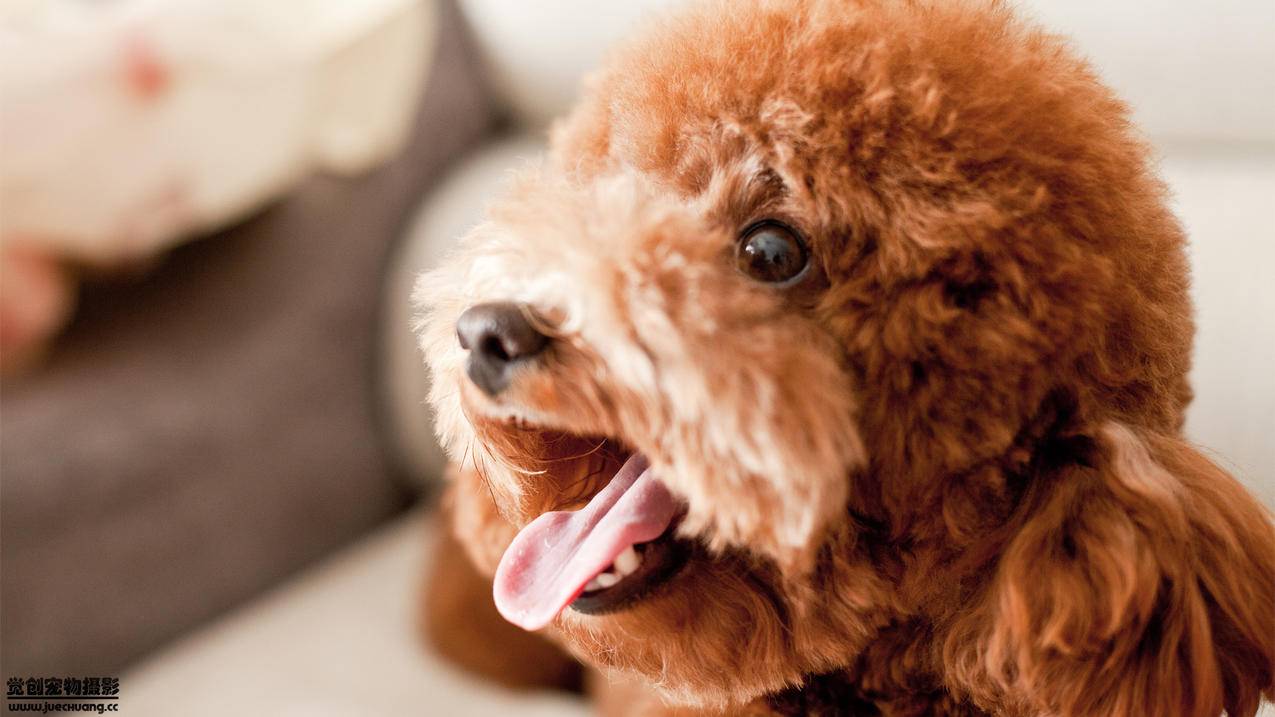 apple id的双重认证怎么办  ( apple id双重验证是什么原因? ) - 55dz账号网