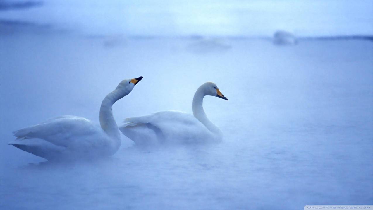 免费的google账号注册苹果手机_苹果怎么注册google账号 - google相关 - 55dz账号网