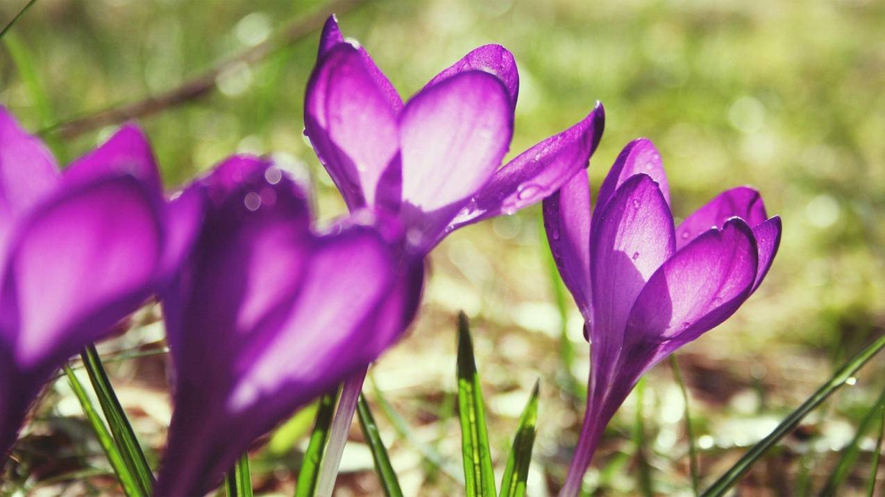 华为手机如何使用谷歌商店  ( 华为手机怎么安装谷歌服务框架 ) - 55dz账号网