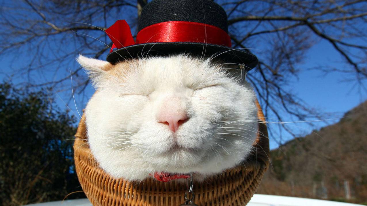 王者荣耀祝福值刷 - 刷赞网免费领取-快手低价刷赞平台