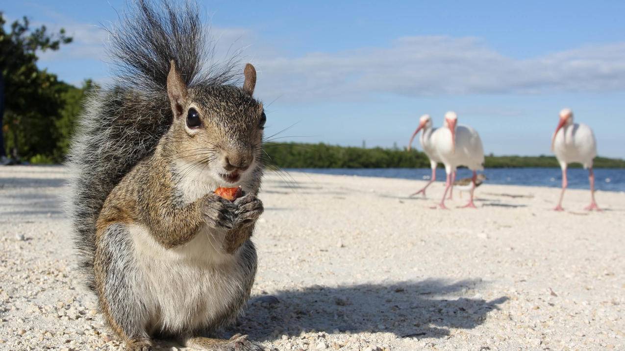 苹果id可以用QQ邮箱注册吗? ， 为什么我的QQ邮箱不能做为appleid号  - 55dz账号网