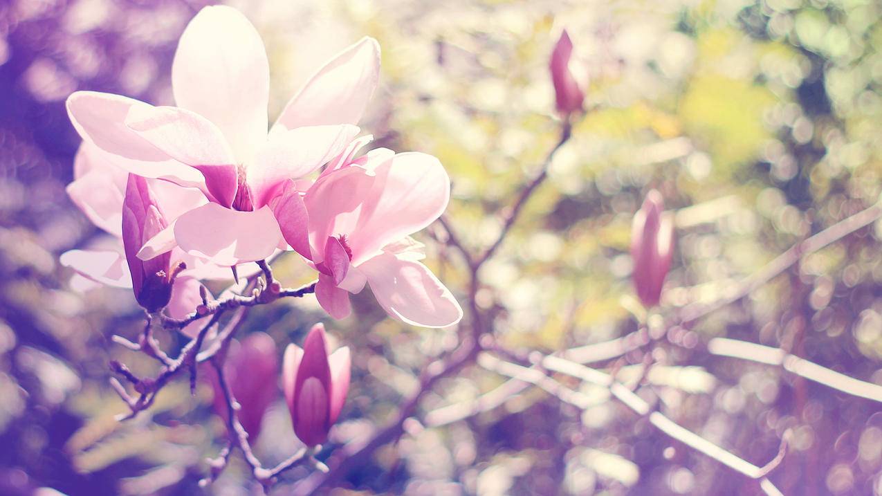 对峙2怎么用facebook登录安卓_对峙二如何用facebook登录 - facebook相关 - 55dz账号网