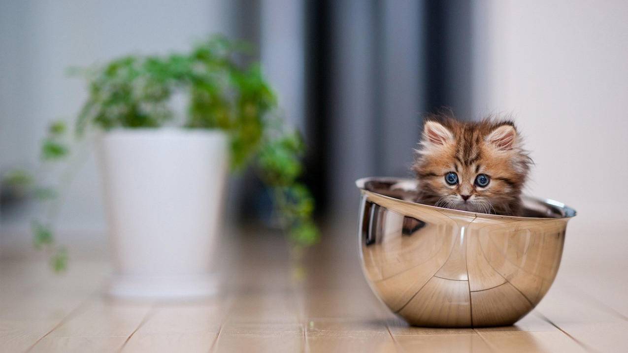 小火箭共享账号失效怎么办  ( 苹果手机用什么节点链接工具 ) - 55dz账号网