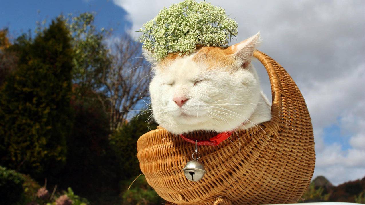 QQ名片赞雷神代刷网 - 二傻刷赞网,杰哥代刷网,抖音网站刷,代网站刷穿越火线业务