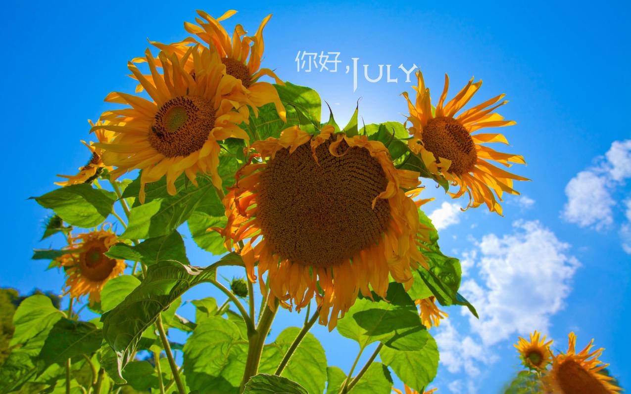 share_appleid003@163的密码是什么意思 ， 如何抹掉苹果的id呀  - 55dz账号网