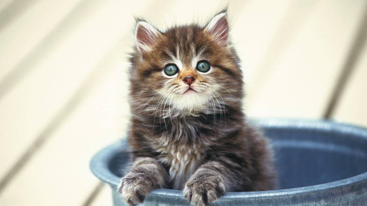 初中数学中怎样列出分式方程？ - 初中教育 - ks24小时自助