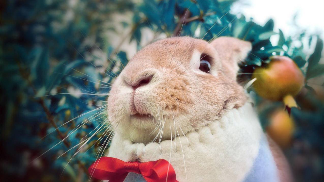 面容id不可用的原因有哪些呢? ， 面容id不可用怎么解决  - 55dz账号网