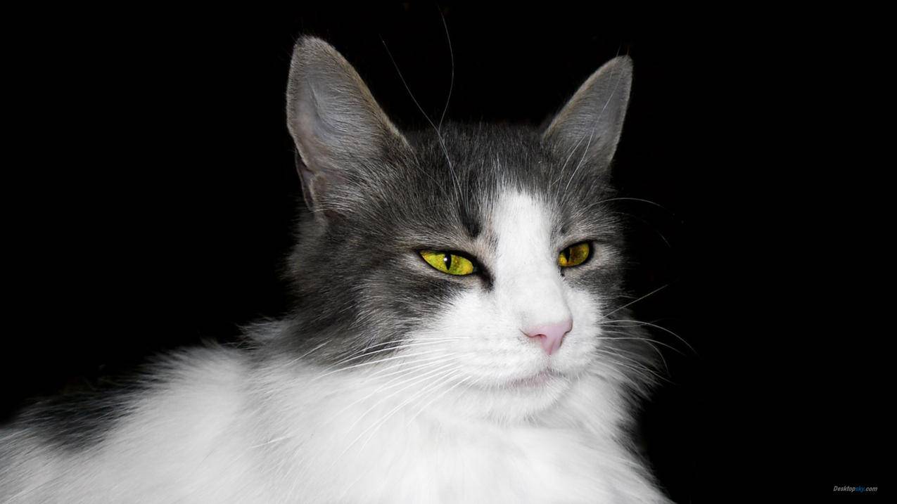 密码多又乱，总是记不住？不妨尝试一下这款密码管理软件 - Apple ID相关 - 55dz账号网