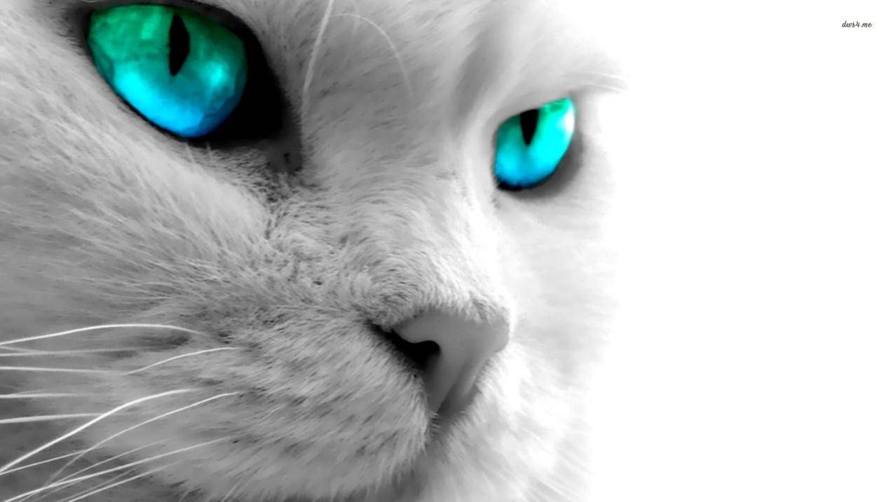 抖音怎样打造爆款商品？打造爆款商品有什么要求？-dy业务网