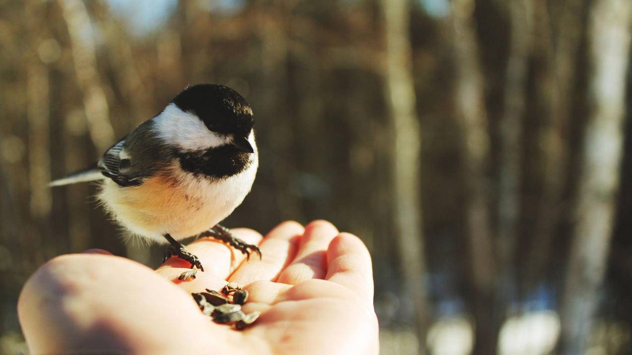如何查看iphone手机id登陆其他设备纪录 ， 如何查看appleid在哪些设备上登录过?  - 55dz账号网