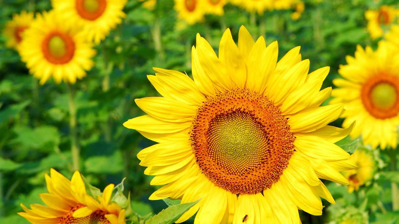 怎么加拼多多砍价群聊-dy业务网