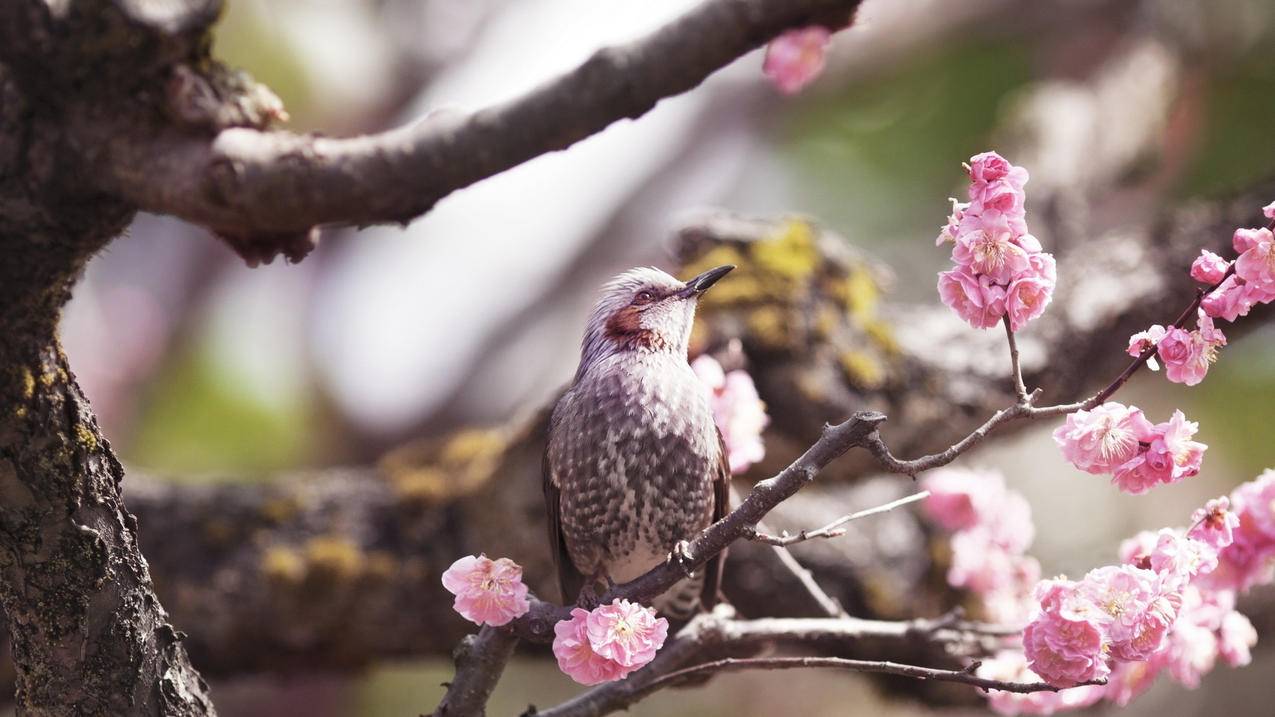 tiktok跨境电商培训杭州_tiktok跨境电商招商 - 苹果APP下载 - 55dz账号网