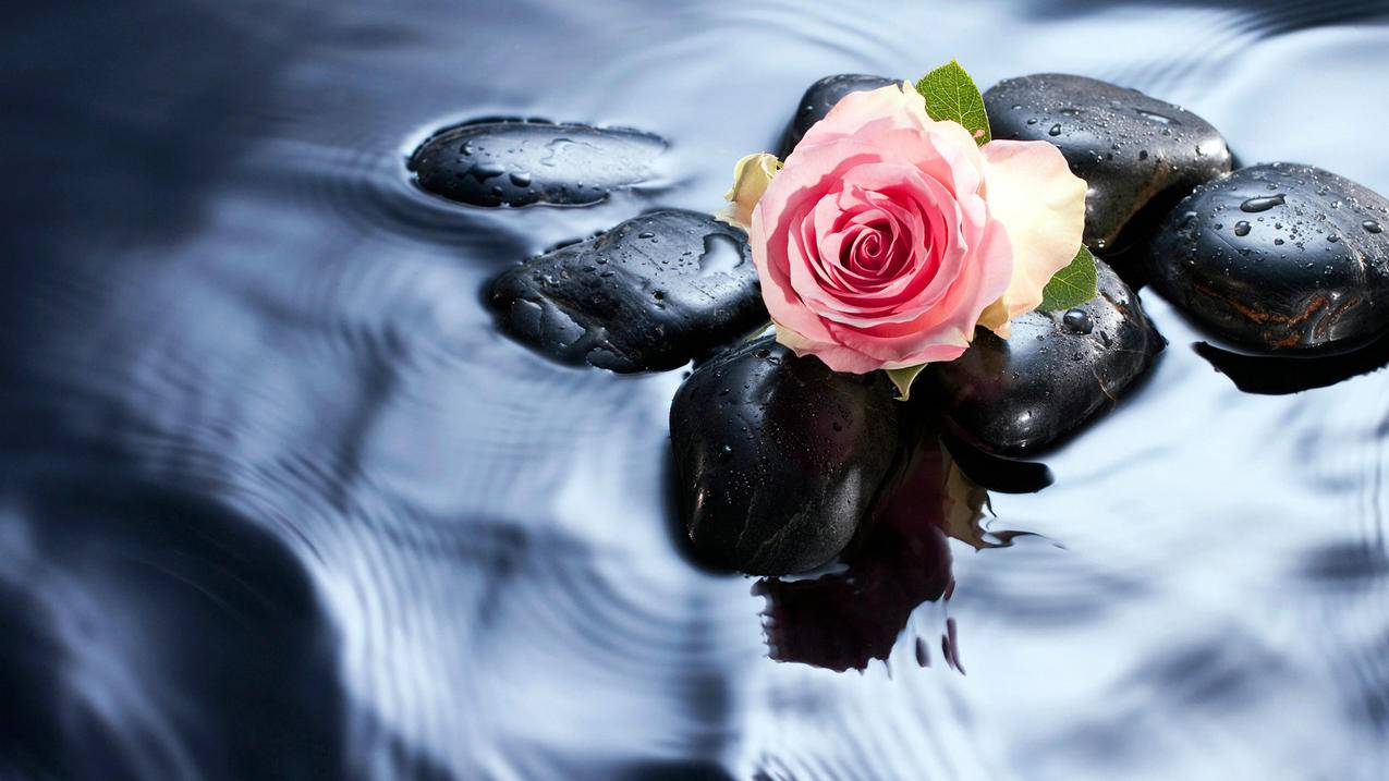 抖音国际版tiktok老版本_Tiktok抖音国际版 - 苹果APP下载 - 55dz账号网