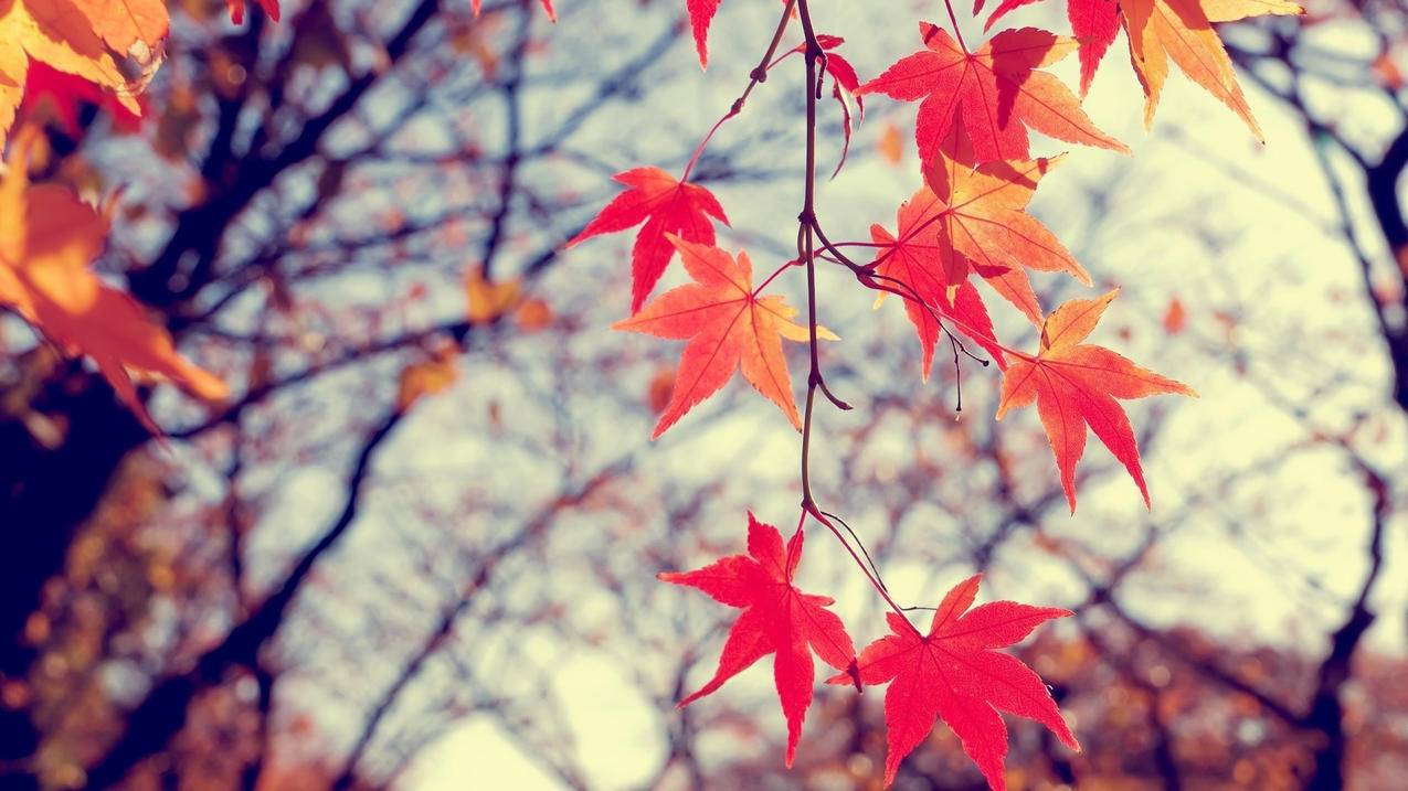 有些网页打开很慢甚至打不开,手机连接wifi有些app也没网络  ( 浏览器打不开网址怎么解决 浏览器打不开网页解决方法 ) - 55dz账号网