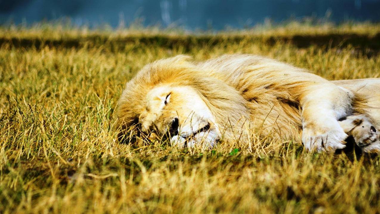 苹果小火箭显示挂上了还是用不了怎么回事  ( 小火箭超时是怎么回事 ) - 55dz账号网