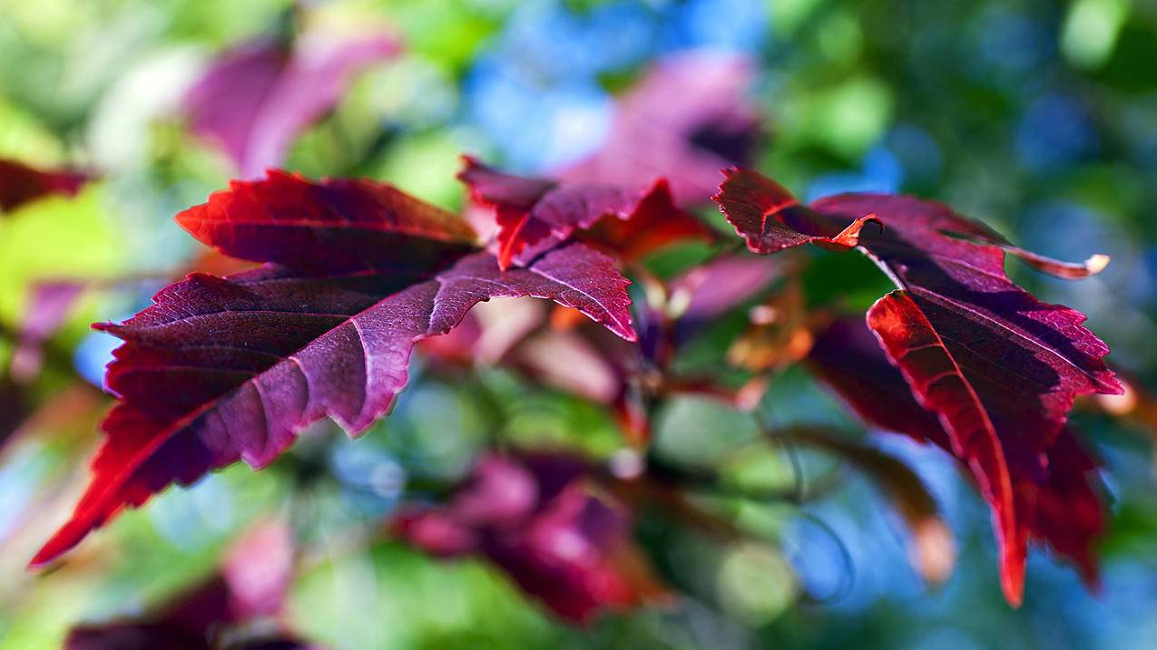 美服appleid账号详情不可用怎么回事_美服appstore怎么退出id账号 - 美国苹果ID - 55dz账号网