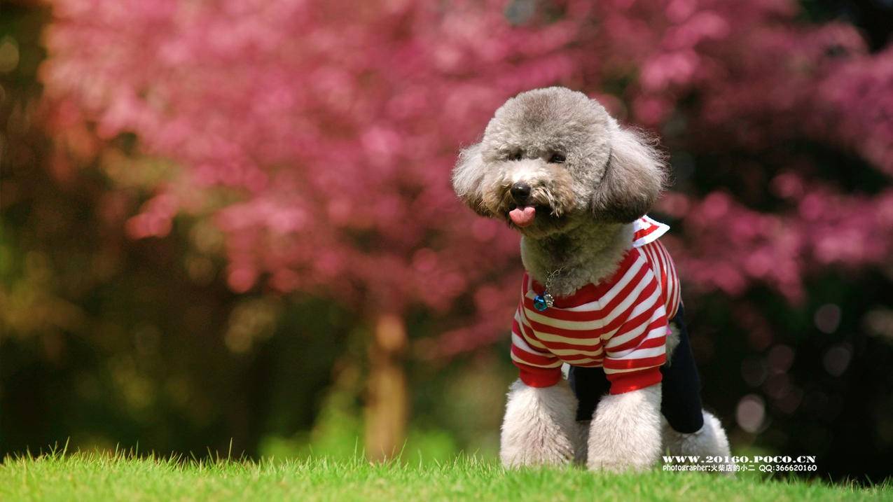 美服怎么充值_美服怎么充值点券 - 美国苹果ID - 55dz账号网