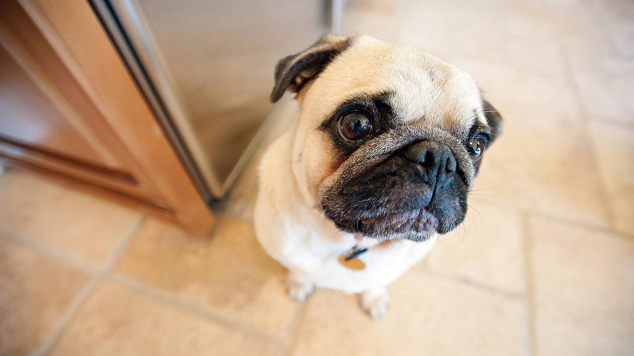 facebook安装不了怎么办_facebook如何安装使用 - facebook相关 - 55dz账号网