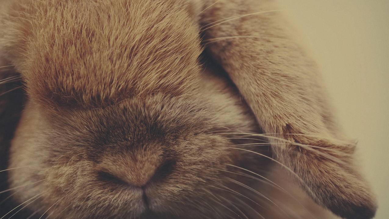 神仙ins仙女壁纸动漫人物可爱_神仙ins女生壁纸 - INS相关 - 55dz账号网