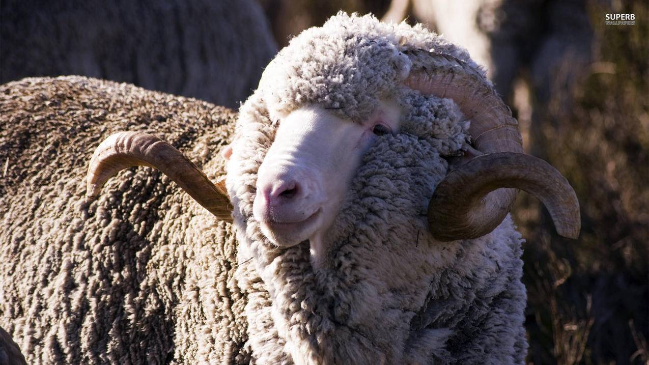 苹果id里面的照片怎么删除_苹果id里面的照片怎么删除 - 各区苹果ID - 55dz账号网