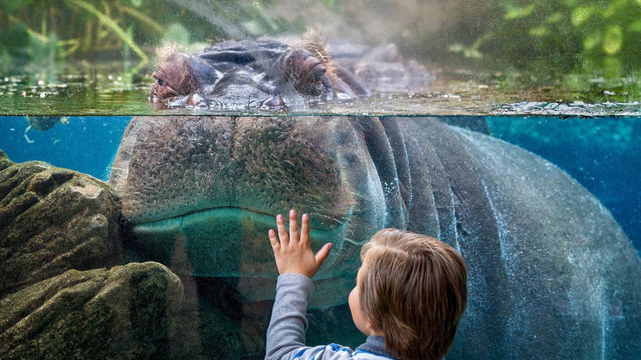 拼多多砍价怎么关闭续费-dy业务网