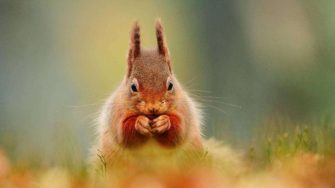 东软和达内哪个好 - ks自助下单 - ks业务下单