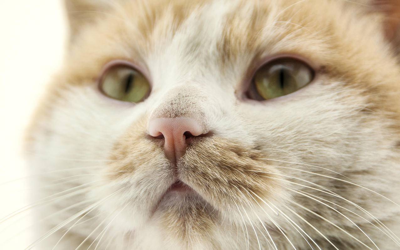 越南apple id登陆 - 各区苹果ID - 55dz账号网