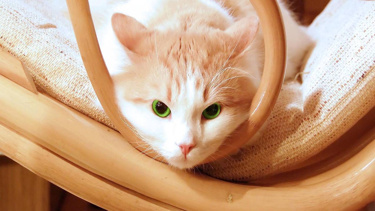 刷王者赞的网址 - 快手抖音qq刷赞网站推广空间免费,红人店铺刷人气,抖音直播间人气在线下单