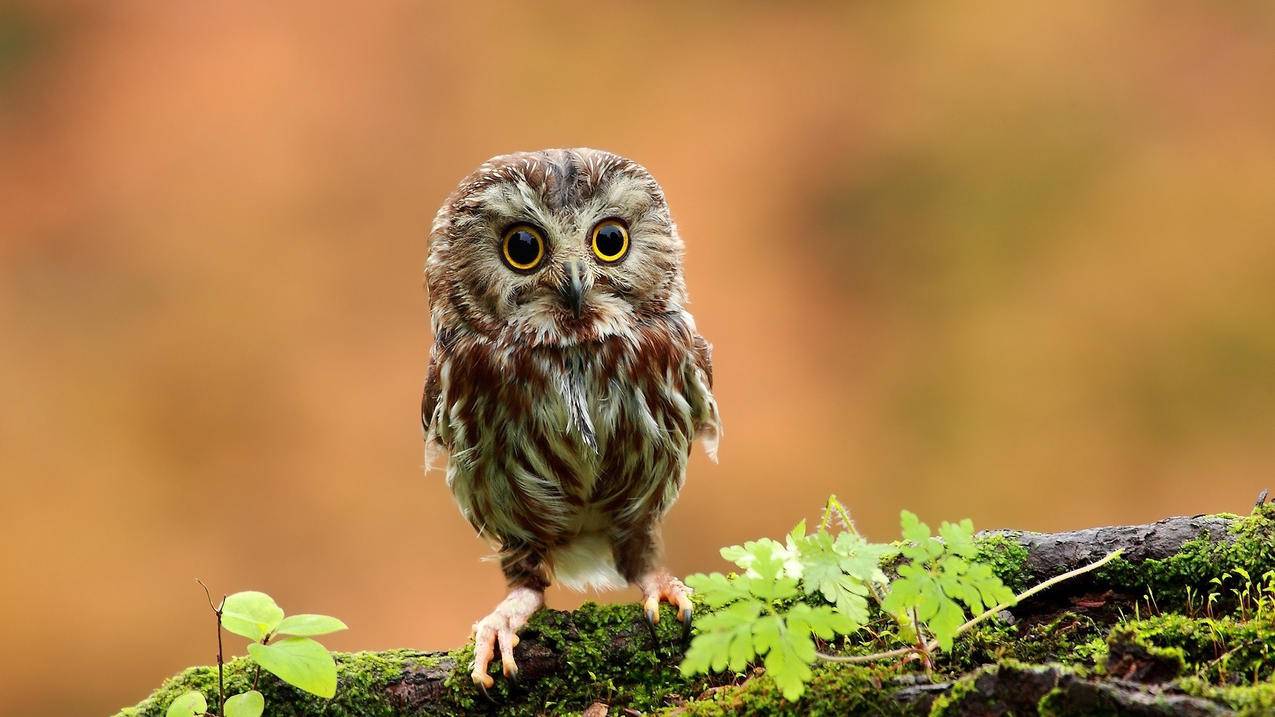 shadow socks怎么用?  ( 小火箭的免费节点从哪里找 ) - 55dz账号网