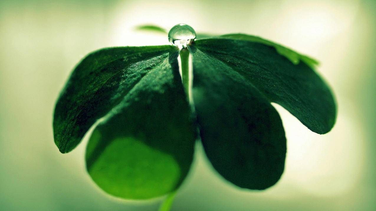 暴雪战网美服可以用支付宝吗_暴雪战网美服可以用支付宝吗 - 美国苹果ID - 55dz账号网