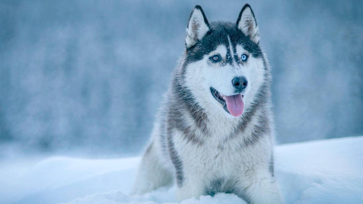 美服家政联盟怎么样_美服家政服务部怎么样 - 美国苹果ID - 55dz账号网