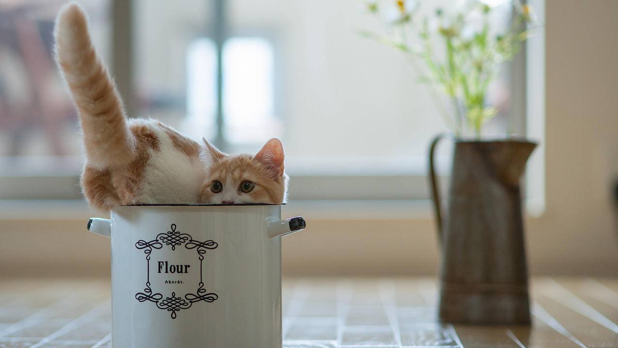 微信设置来电铃声震动怎么关_怎么设置微信震动 电话响铃 - 微信相关 - 55dz账号网