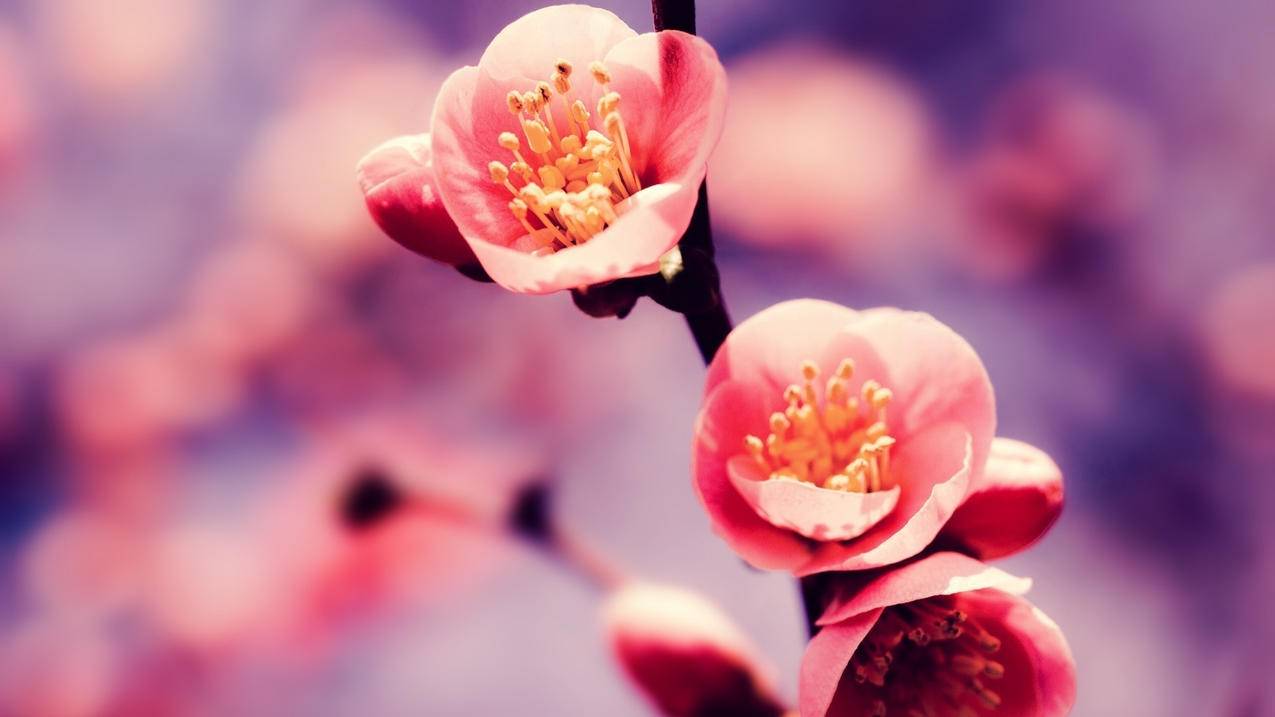 包含加速器shadowrocket的词条 - 注册外服方法 - 55dz账号网