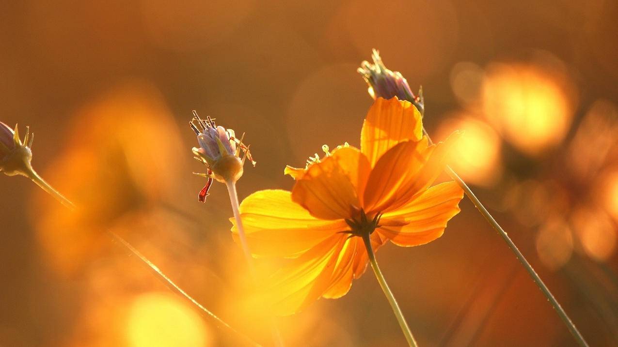 共用一个香港苹果id能看到对方下载什么吗_求香港苹果 id共享 - 香港苹果ID - 55dz账号网