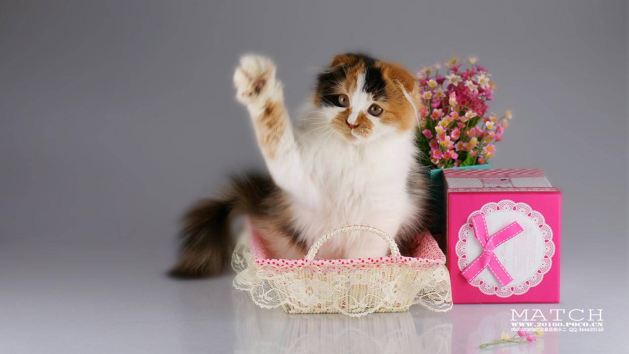 在线刷点赞快手 - 24小时快手刷粉自助下单,94好赚手动刷关注,快手号自助下单平台24小时