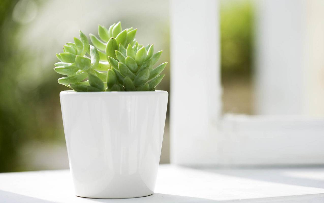 zoom共享ppt_zoom共享ppt变暂停 - zoom相关 - 55dz账号网