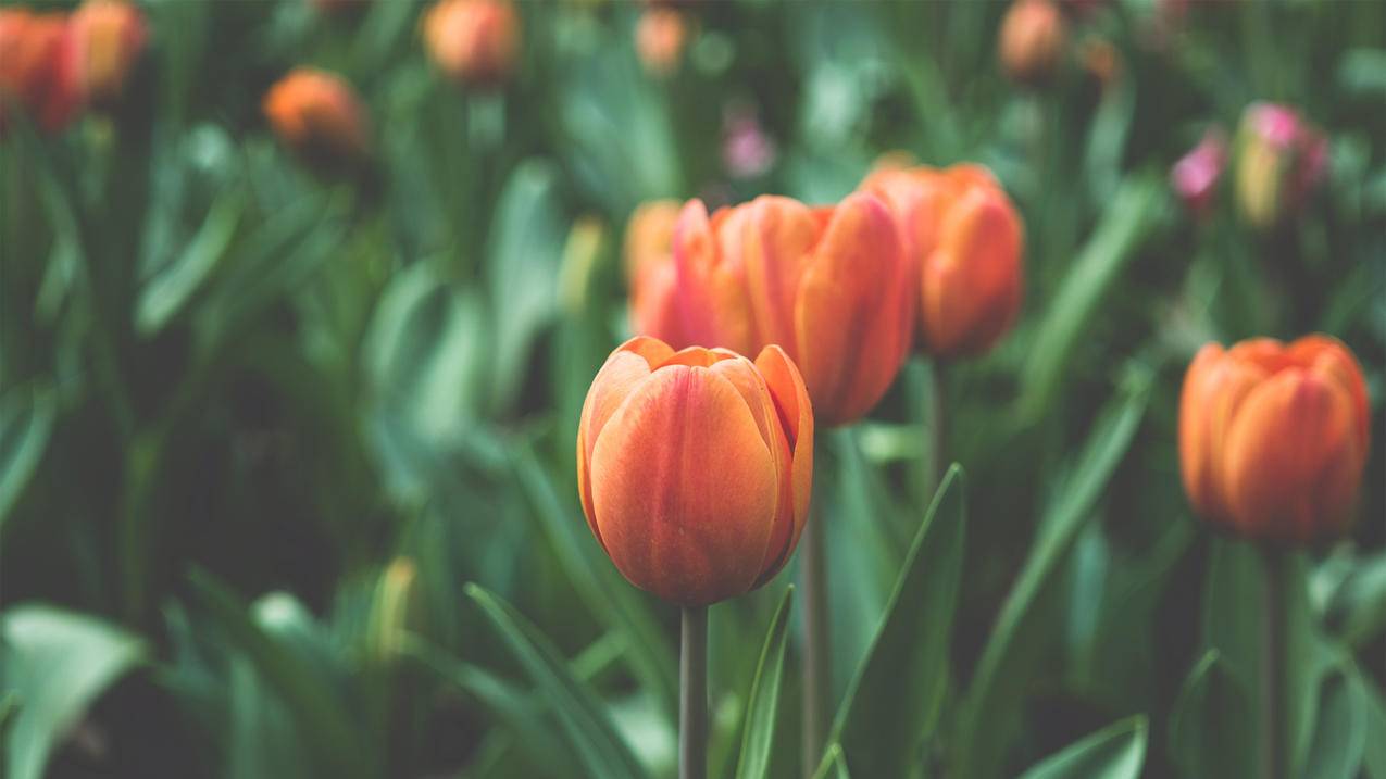 上海高中数学哪些内容不学？ - 自助下单ks - ks24小时自助