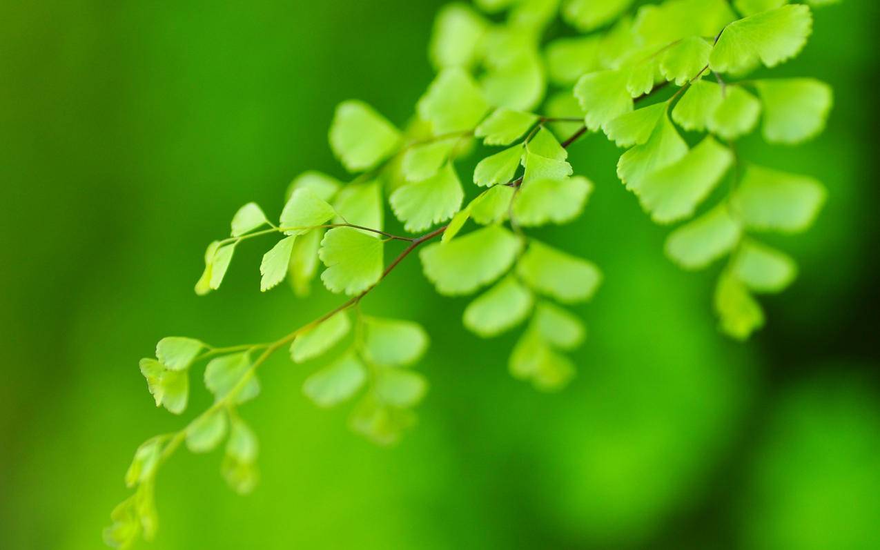 苹果id恢复13为什么第二天就查询不到状态了怎么回事…好几次了都要疯了 ， 苹果id恢复进度怎么查询  - 55dz账号网