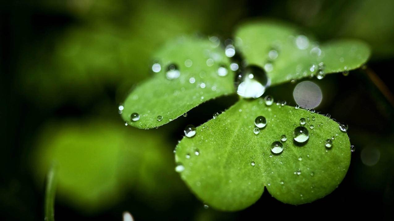 抖音双击自助下单平台24小时网站 - 等级加速,抖音刷赞神器免费0元,低价刷qq空间说说,秒赞