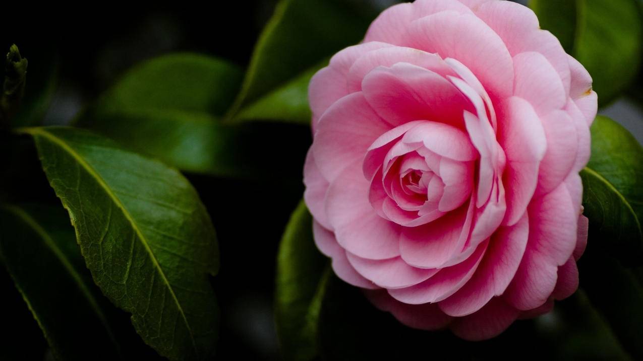 ins风女生头像侧脸_女头ins风侧颜 - INS相关 - 55dz账号网