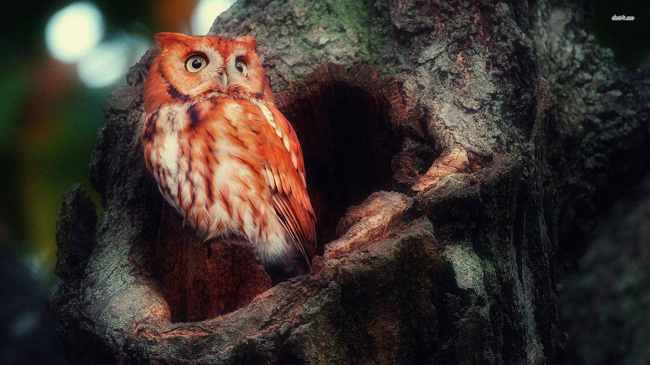 苹果手机登不上ins_苹果手机登不上ins facebook youtube - messenger相关 - 55dz账号网