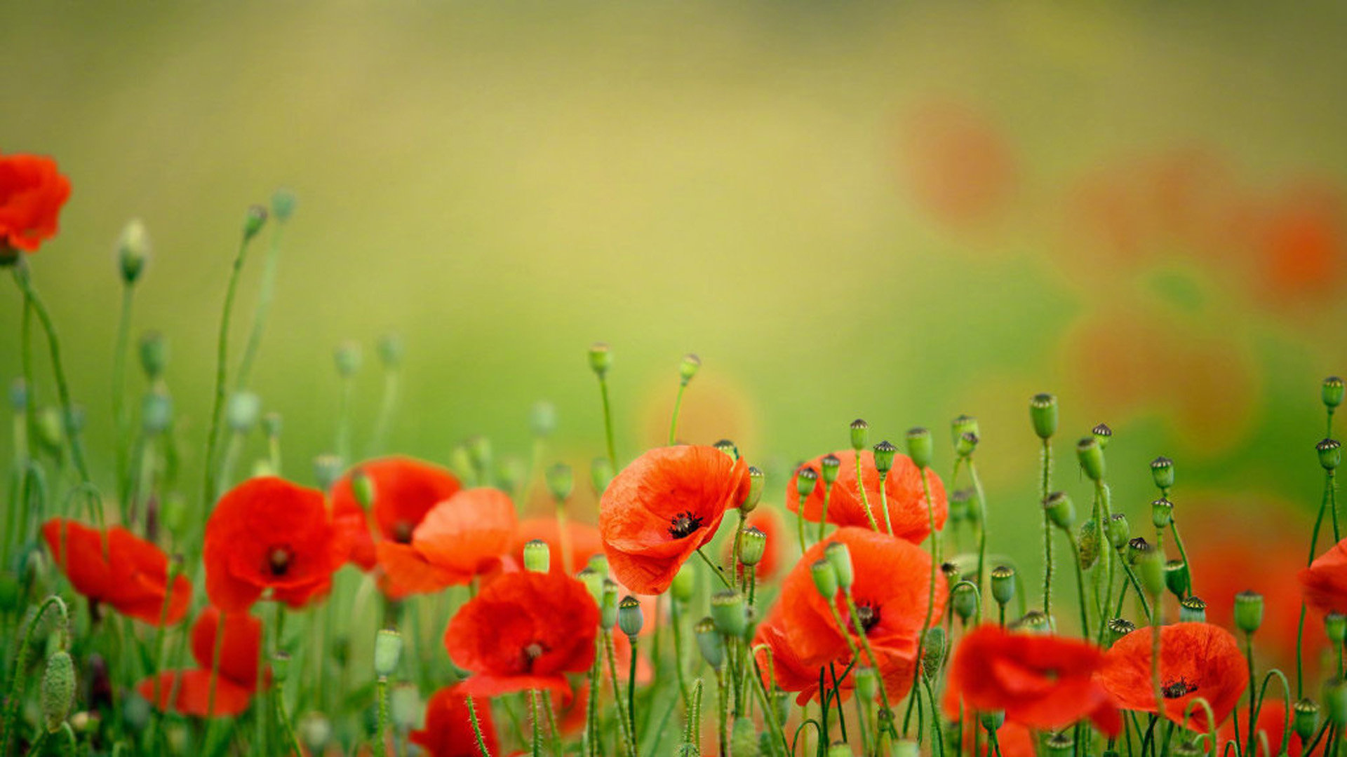 tiktok无法注册登录_Tiktok注册不了 - tiktok相关 - 55dz账号网