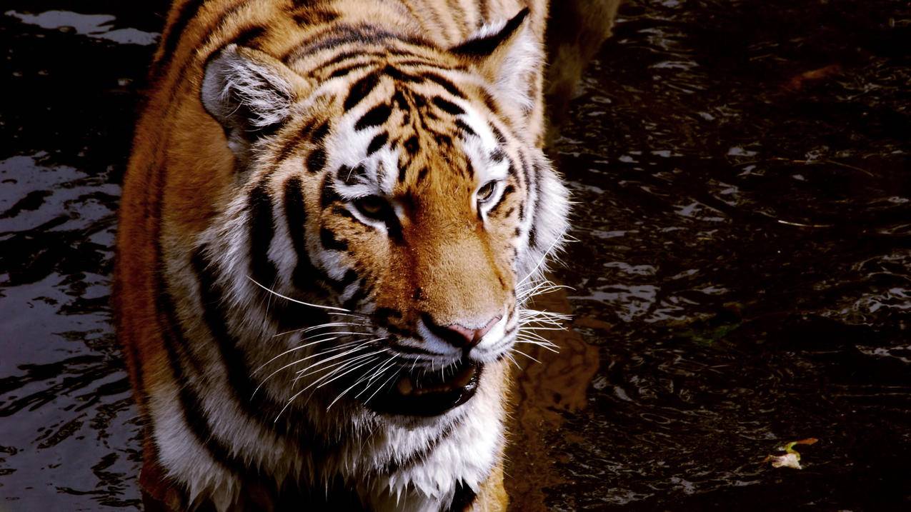 手机qq免费刷赞软件-在线秒刷快手双击爱心,qq网页刷赞,空间说说50赞慢刷,快手上刷赞平台