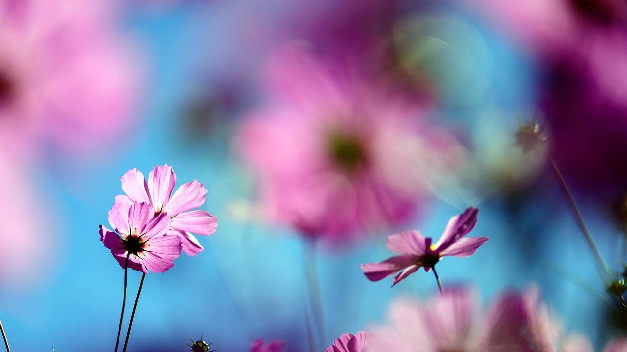 快手代刷网墨言代刷网秒刷 - 0元代刷网在线刷,快手作品一元100个赞,qq刷赞豪网