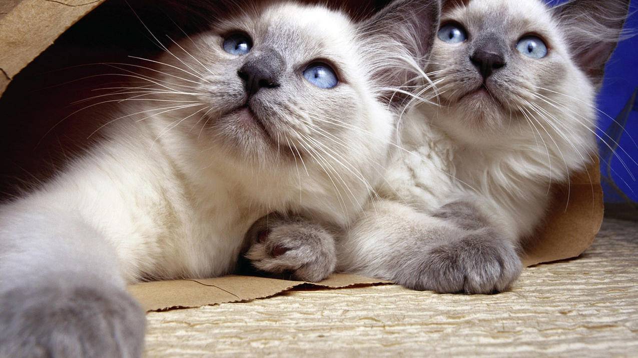 苹果手机更改appleid电话号码怎么更改_appleid的电话号码怎么改 - Apple ID相关 - 55dz账号网