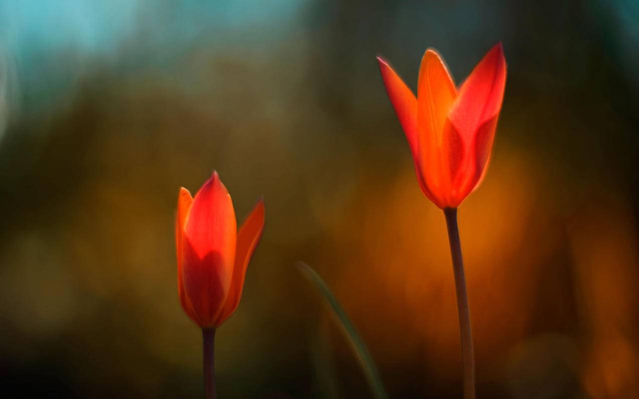 微信发的文件怎么下载_微信发的文件怎么下载不了 - 微信相关 - 55dz账号网