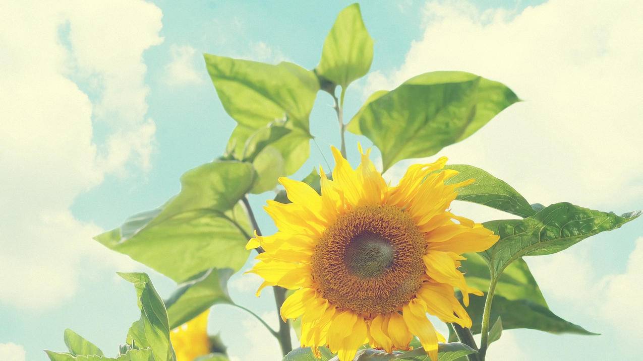 猪猪发卡平台 - v8空间说说刷赞-抖音评论赞24小时自助下单-卡盟官网平台抖音