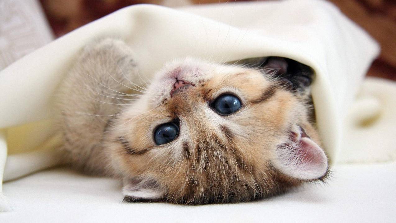 苹果手机怎么使用google浏览器_苹果手机如何用谷歌浏览器 - google相关 - 55dz账号网