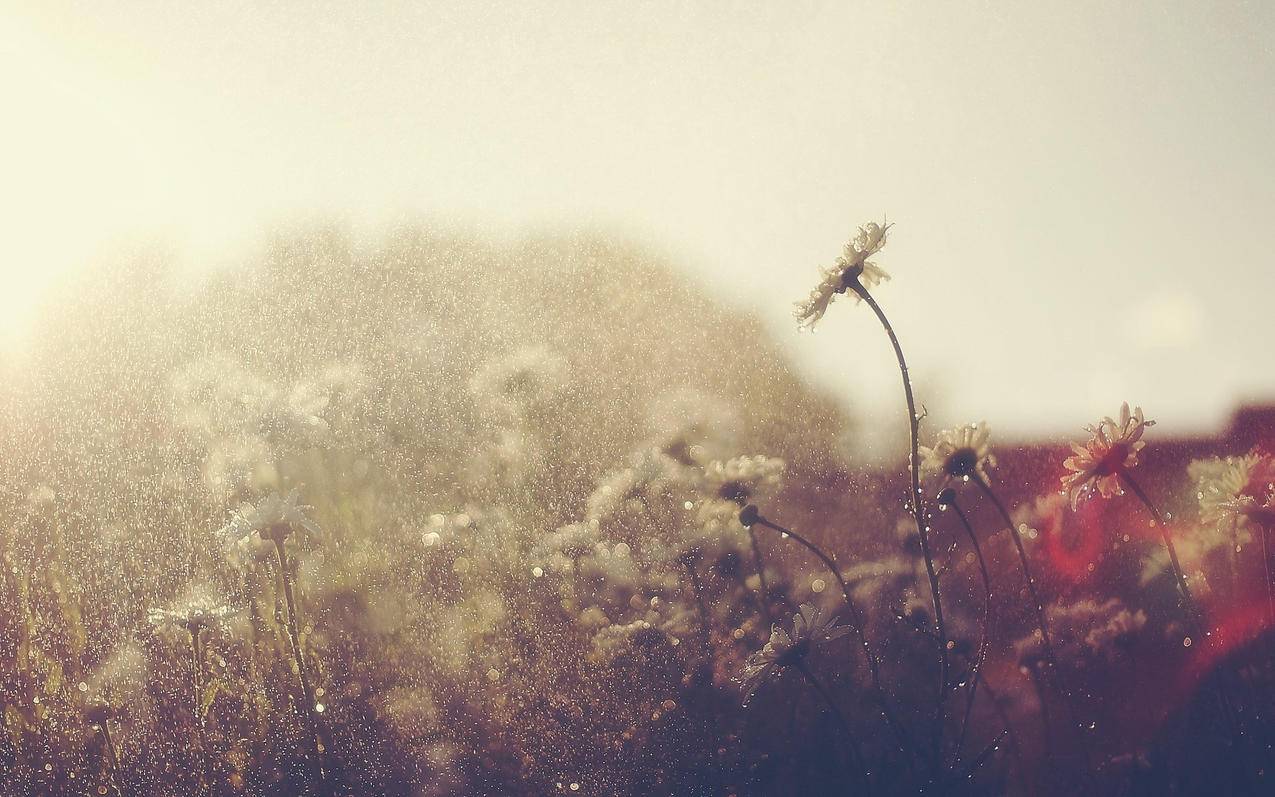 iPhone国行、港行和美版有什么区别？大陆用户能用港版—美版吗？ - Apple ID相关 - 55dz账号网